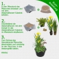Mobile Preview: H2O-Pflanze Miniteich Komplett Set inkl. Wasserschale, Wasserpflanzen, …